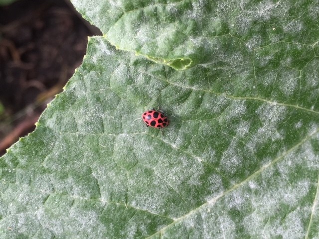 Asian Beetle fungus.jpg