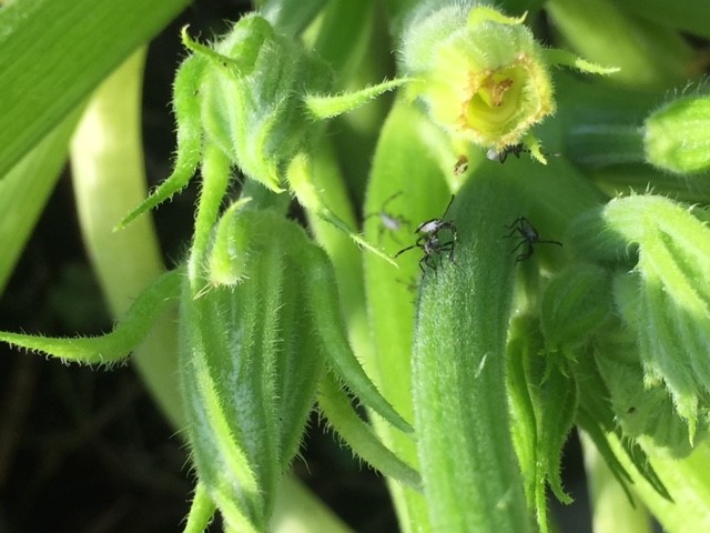 young squash beetles.jpg